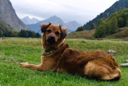 Dog posing in the french pyrenees, looking at the camera, relaxed lying down. with a piece of bread between his legs, happy among the mountains