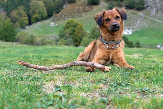 dog looking at camera in meadow with grassy background and trees. With head turned unhappy with the new animal law. with its trunk stick to play with.