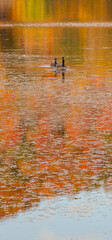 Wild goose on a natural lake in the Canadian forest in Quebec in fall