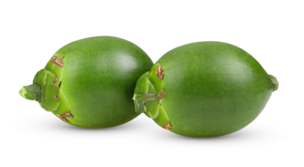 Fresh betel nut isolated on transparent png