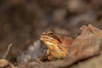 Rana agile - Rana dalmatina - dettaglio