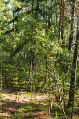 Landscape shot of the forest. Nature
