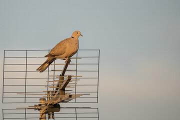 Turkish dove in the city