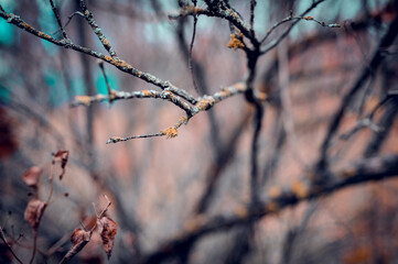 Branches of a bush with lichen grown on them. Beautiful, textured lichen, on the spreading branches of a shrub.