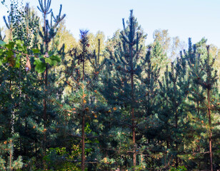 Landscape shot of the forest. Nature