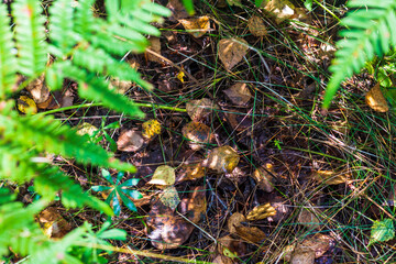 Close up shot of the soil surface in the forest. Nature