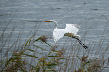 Great egret in flight