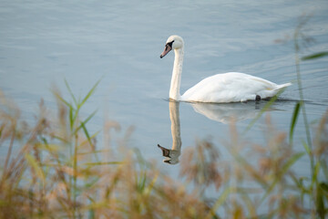 Swan on a lake near the reeds