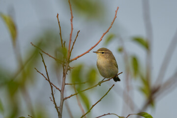 little bird Fitis