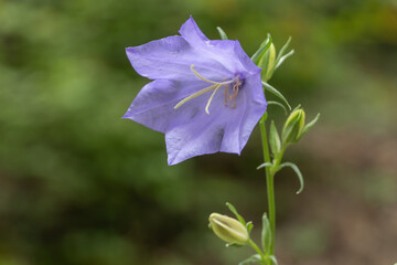 flower in purple