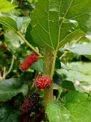 the black mulberry , Mulberry tree background , Mulberry background