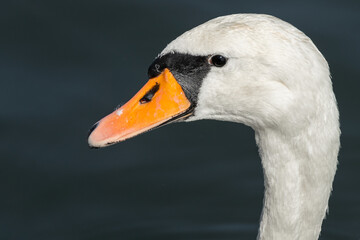 swan in portrait
