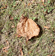 A close view of the brown autumn leaf on the ground.