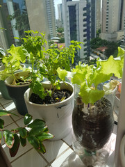 vegetable garden planted in balcony apartment in brazil