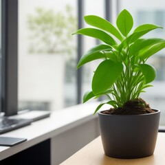 Green Plant in a Pot in an Office