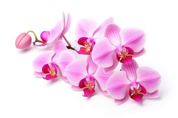 Fototapeta na wymiar Pink Orchid isolated on white background.