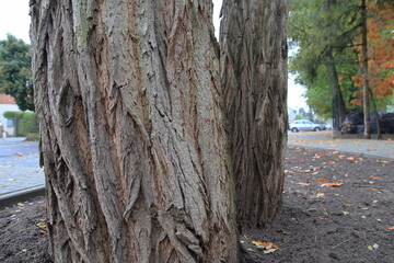 kora starego drzewa w nieście