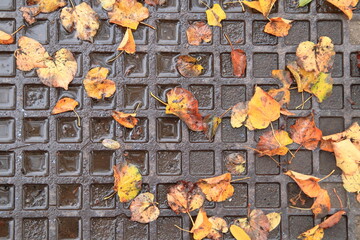 liście na klapie studzienki kanalizacyjnej