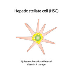 Hepatic stellate cell, HSC. Quiescent HSC vitamin A storage. Hepatic fibrosis. vector illustration	
