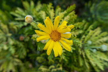 macro of yellow daisy in the background of its foliage