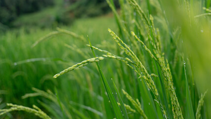 Beautiful step of rice terrace paddle field View at Chiangmai,Thailand.