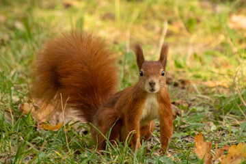 Naklejka na ściany i meble Healthy red squirrel with a bushy tail sat on the ground and looking directly at the camera