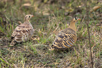 Pair of painted sandgrouses - Pterocles indicus on grass. Photo from Sariska Tiger Reserve at Alwar District, Rajasthan in India.