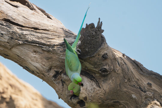 Two rose-ringed parakeets, ringneck parrots, Kramer parrots - Psittacula krameri on the tree by hollow. Photo from Sariska Tiger Reserve at Alwar District, Rajasthan in India.