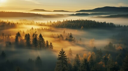 Fototapeta premium early morning sunrise foggy forrest, treetips standing out of fog autumn fall foggy fall sunrise drone shot