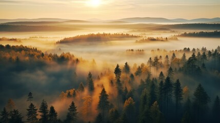 Obraz premium early morning sunrise foggy forrest, treetips standing out of fog autumn fall foggy fall sunrise drone shot