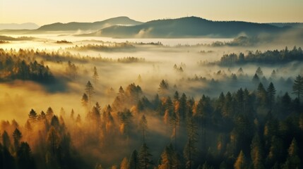 early morning sunrise foggy forrest, treetips standing out of fog autumn fall foggy fall sunrise drone shot