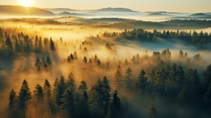 Fototapeta premium early morning sunrise foggy forrest, treetips standing out of fog autumn fall foggy fall sunrise drone shot
