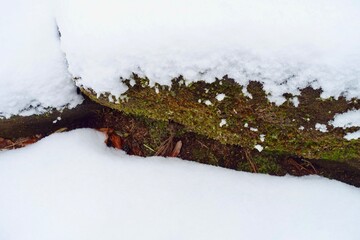 雪に埋もれた庭石