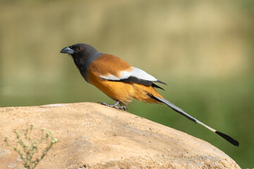 Rufous treepie - Dendrocitta vagabunda on stone with green background. Photo from Sariska Tiger Reserve at Alwar District, Rajasthan in India.