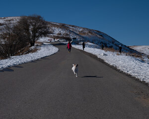 Jack Russell Terrier dog in a knitted sweater runs along the road among the snow-capped mountains. 