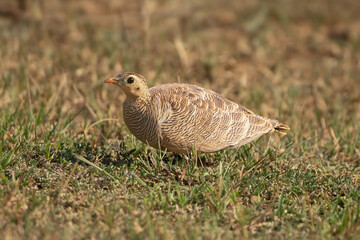 Painted sandgrous - Pterocles indicus female on grass. Photo from Sariska Tiger Reserve at Alwar District, Rajasthan in India.