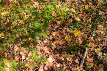 Close up shot of the soil surface in the forest. Nature