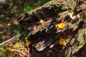 Close up shot of the soil surface in the forest. Nature
