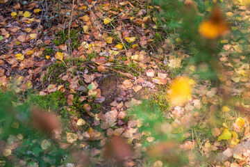 Close up shot of the soil surface in the forest. Nature