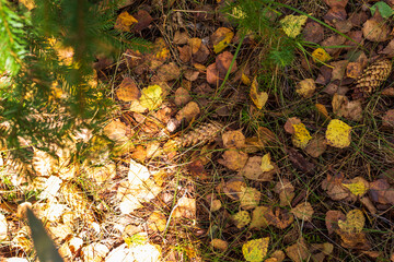 Close up shot of the soil surface in the forest. Nature