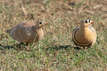 Pair of painted sandgrouses - Pterocles indicus on grass. Photo from Sariska Tiger Reserve at Alwar District, Rajasthan in India.