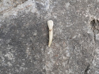 The front tooth of a bear on a block of stone. Incisor tooth of a large predatory beast on gray granite.