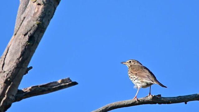 The thrush sings when a cranberry or juniper comes out of its mouth