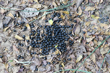 Deer droppings in nature green grass background