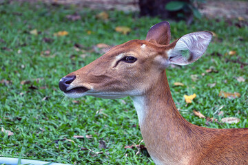 Wild deer are cute in nature. green grass background