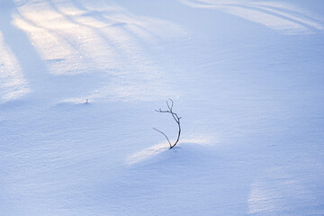 Fototapeta na wymiar Beautiful morning light. A twig in the snow. Winter Background