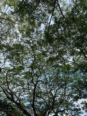 trees and sky