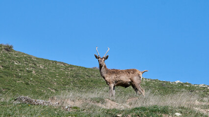 Deer (Maral). Safari Park. Shamakhi, Azerbaijan.