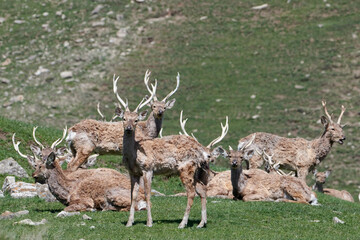 Deers (Maral). Safari Park. Shamakhi, Azerbaijan.