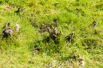 Close up shot of the soil surface in the forest. Nature